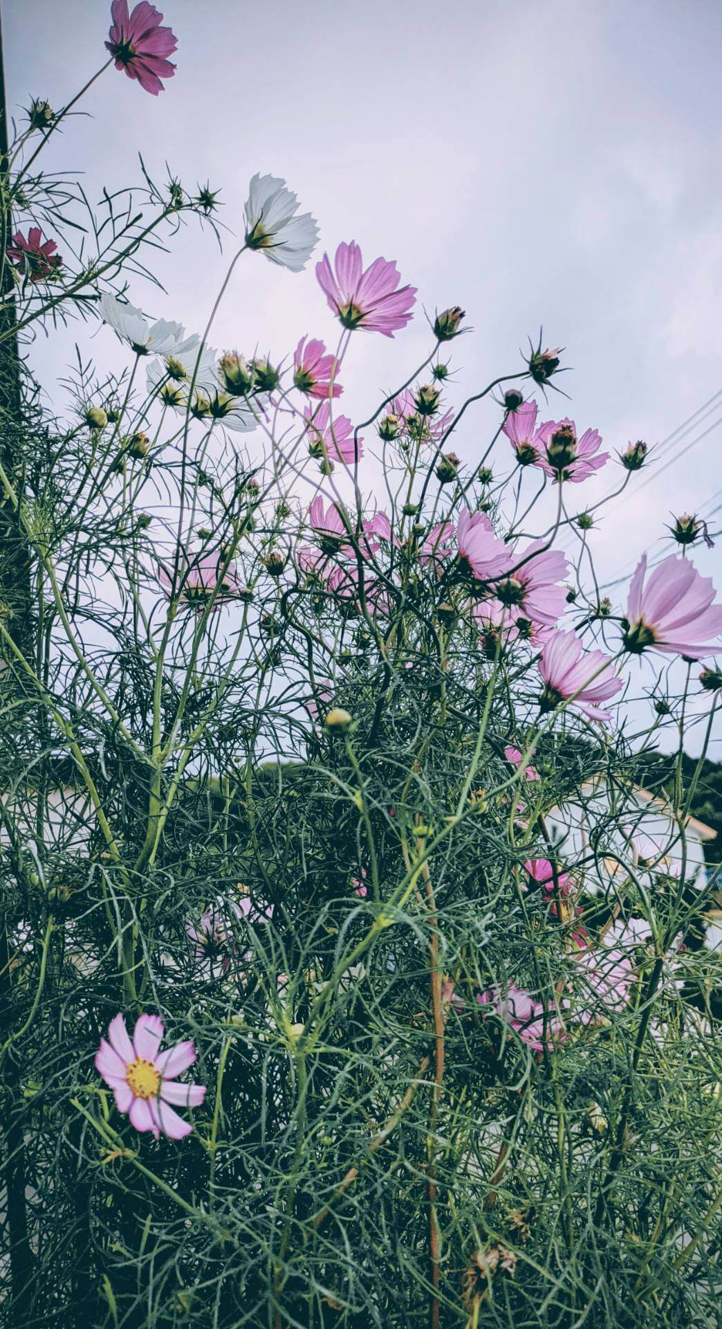 『やさしいまたたき。』