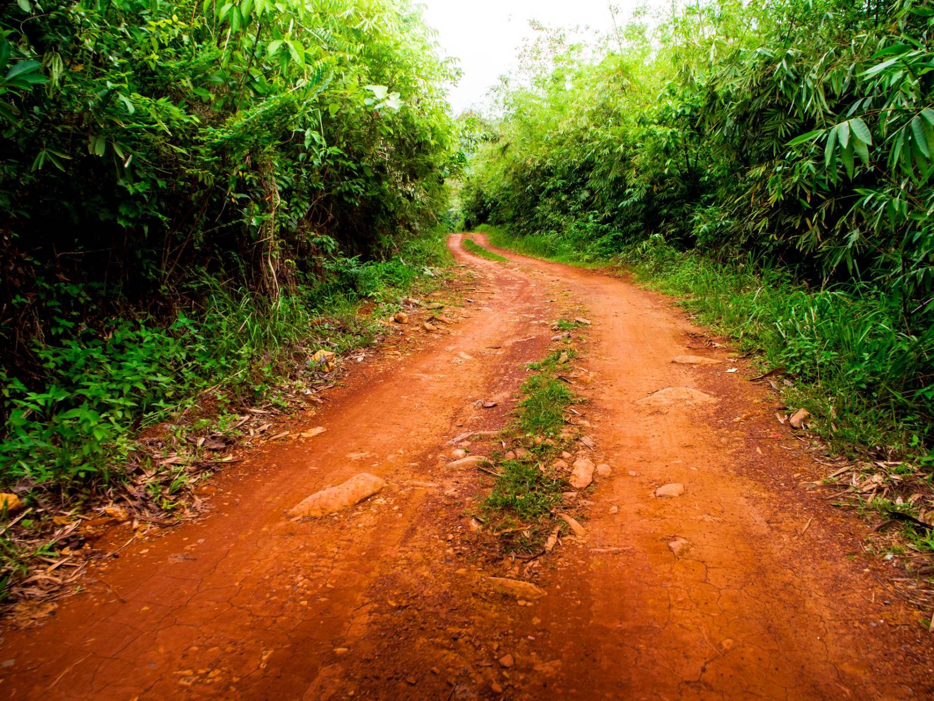第一章　火炎樹と赤土