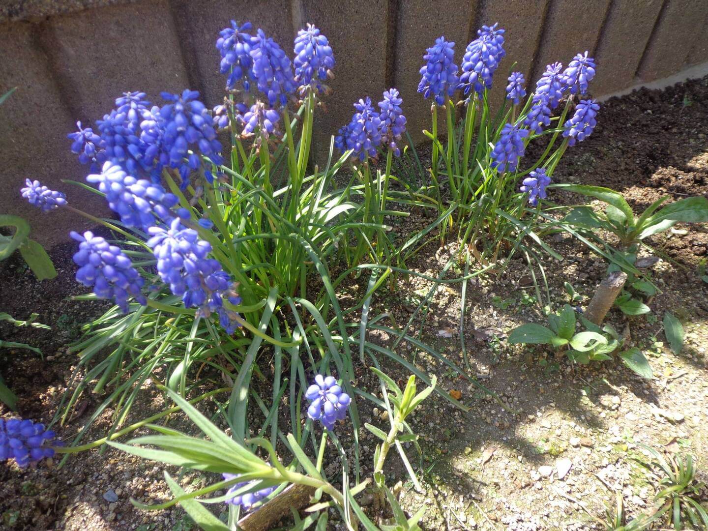 真凛とにぎやかな人たちの日常　chapter２