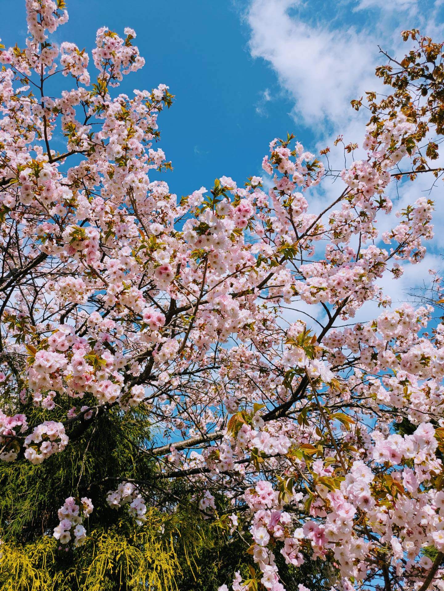 『よわむしがふしぎについてかたる。』