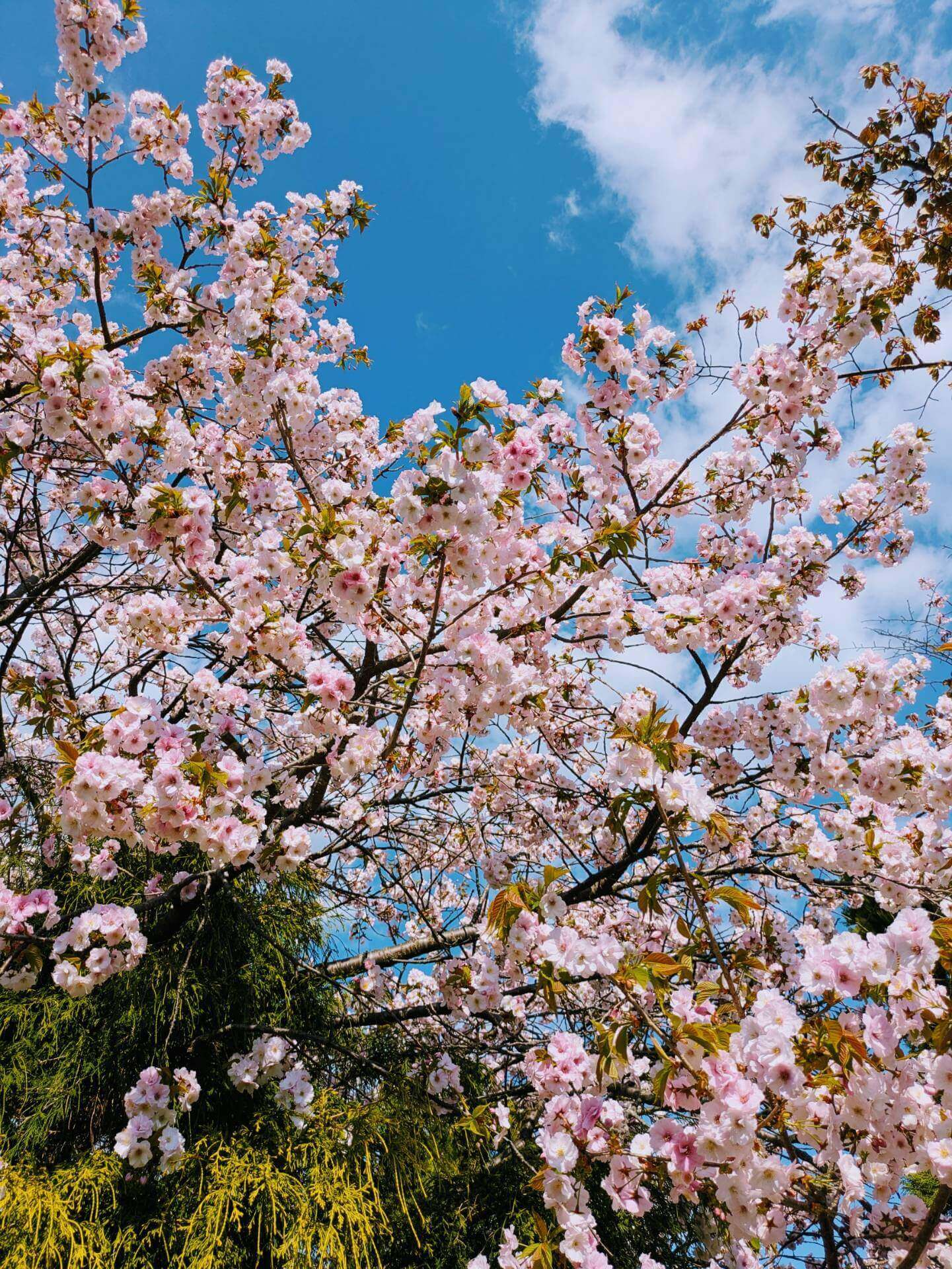 『よわむしがふしぎについてかたる。』