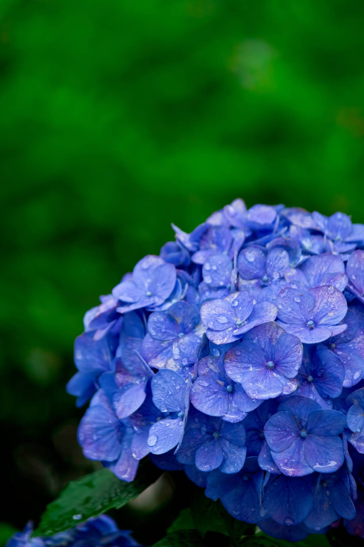 梅雨がくれば　思いだす