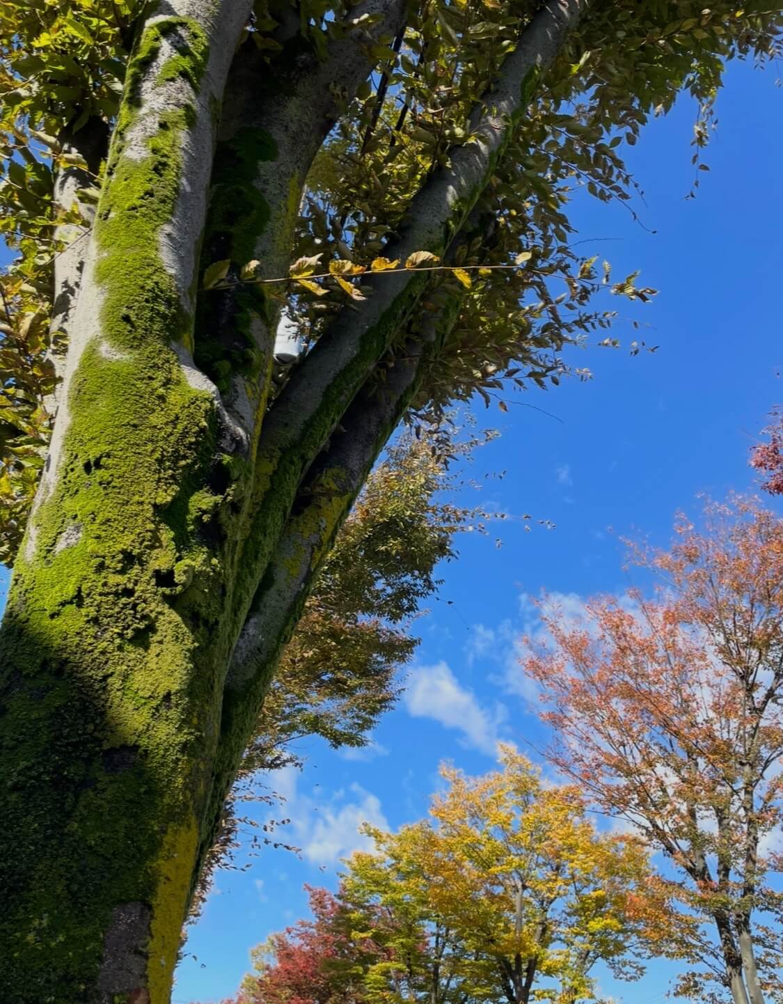 朝、秋と歩く散歩道