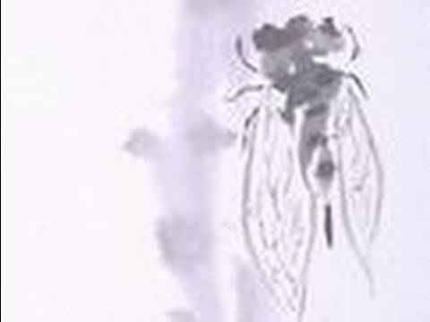 空蝉