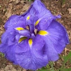 アイバスイメイ