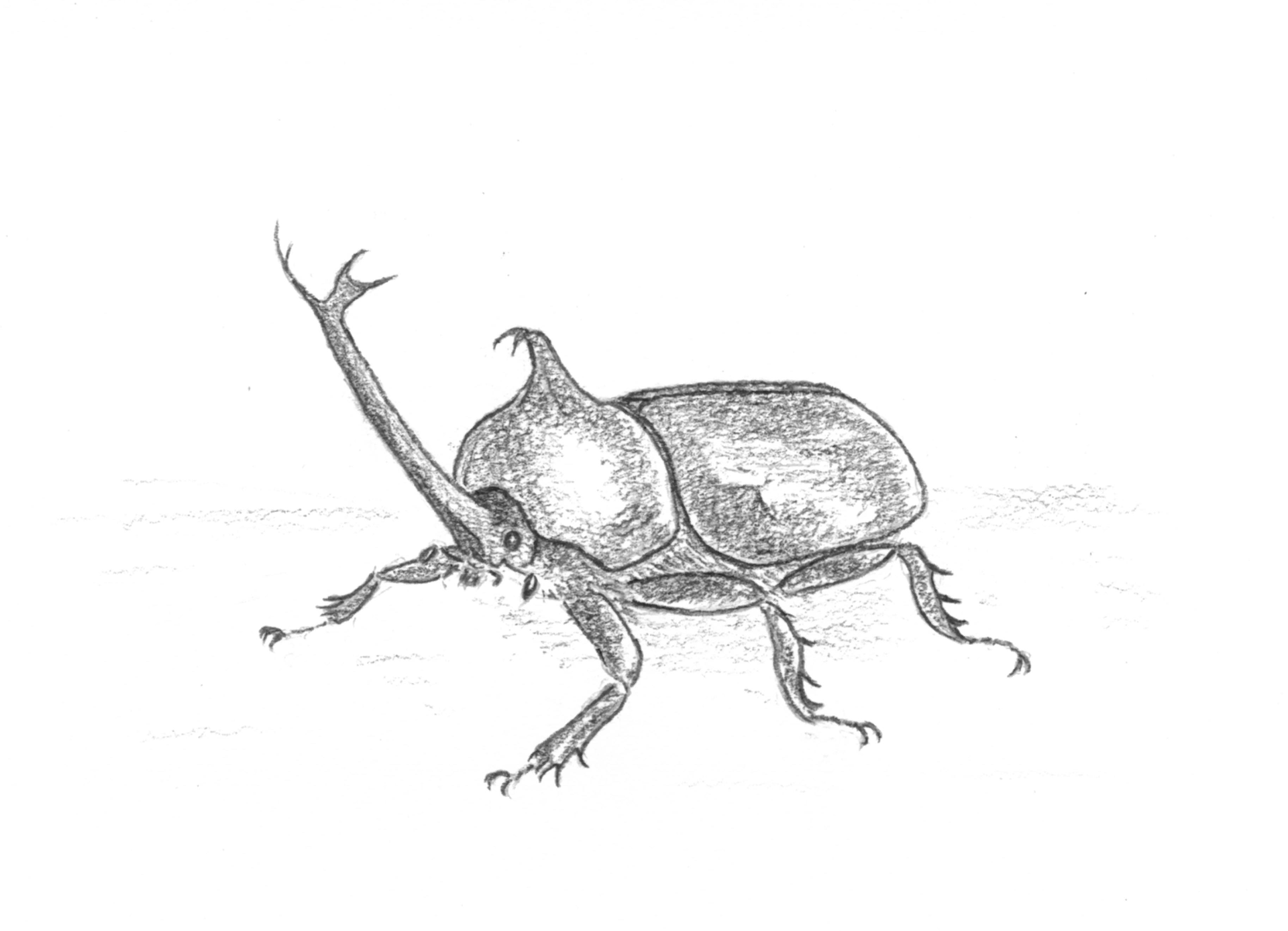 ぼくとダイちゃんのカブトムシ