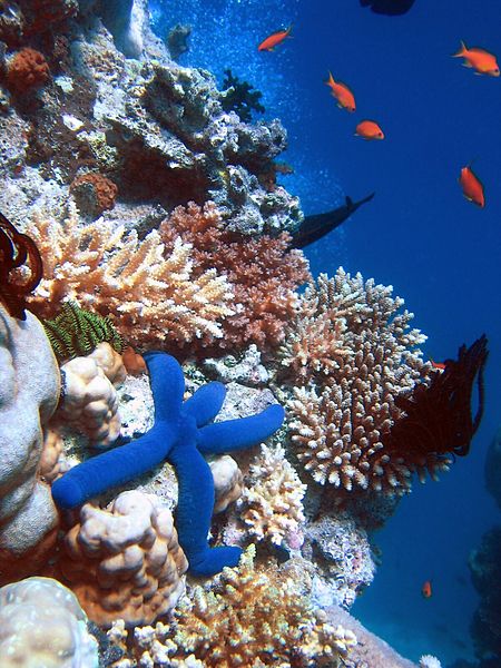 深海の真珠とあまのがわ