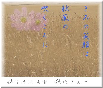 お題「秋桜」