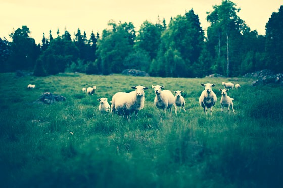 震える羊たち