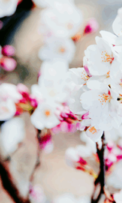 今年も桜は咲くだろうか