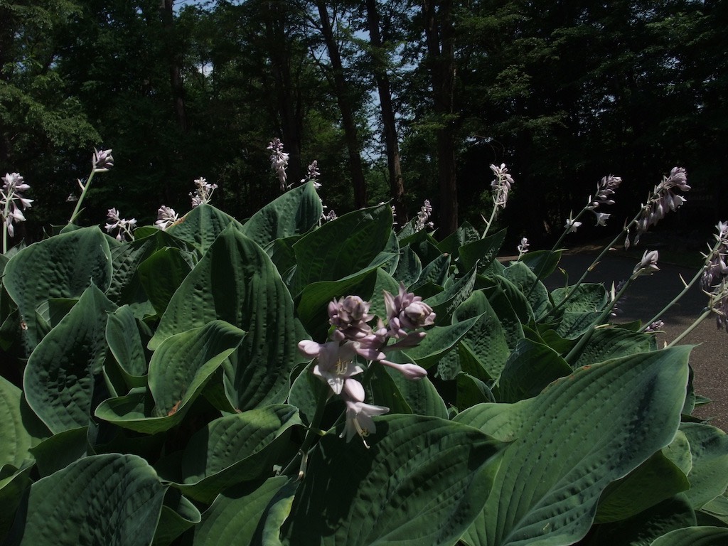 恋した瞬間、世界が終わる 第１００話「Hurt」