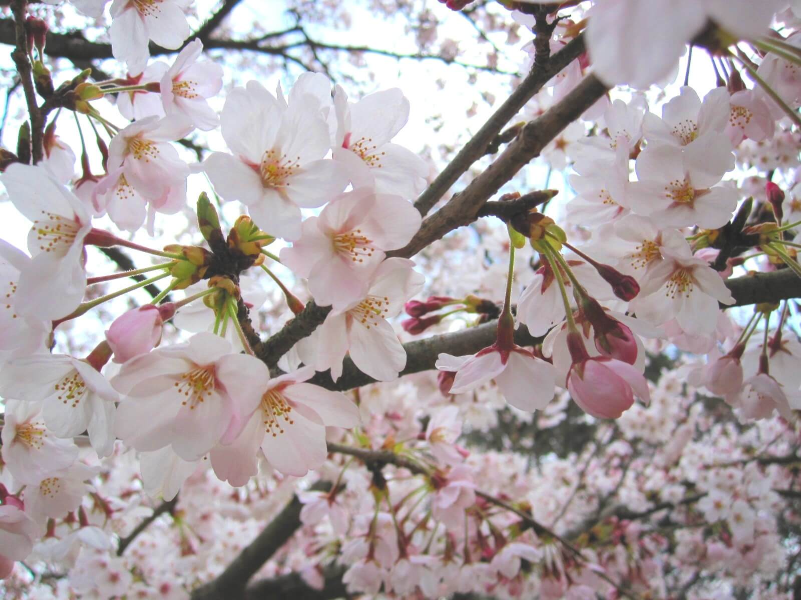 君と見た桜