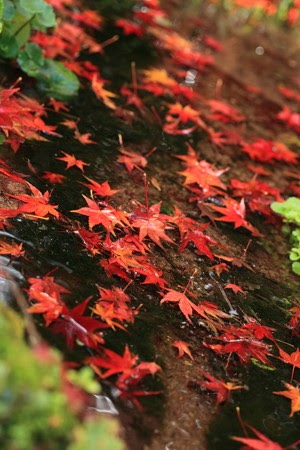 紅葉の川