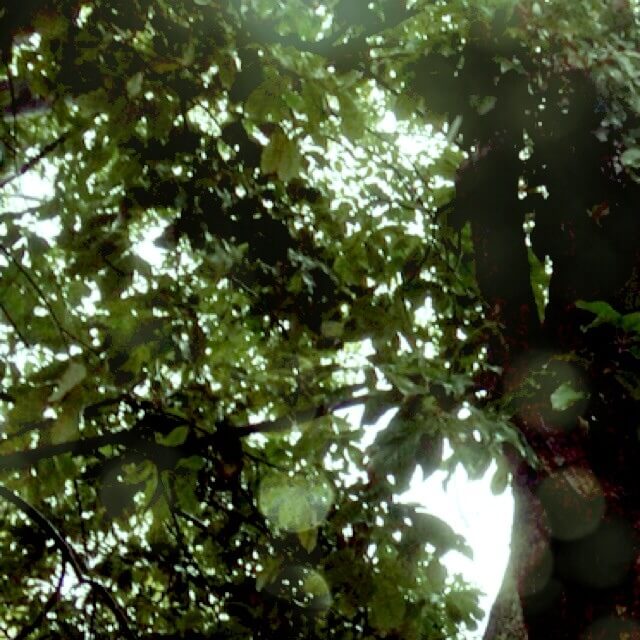 【おそとのおはなし】雨の日の不思議…木の成長