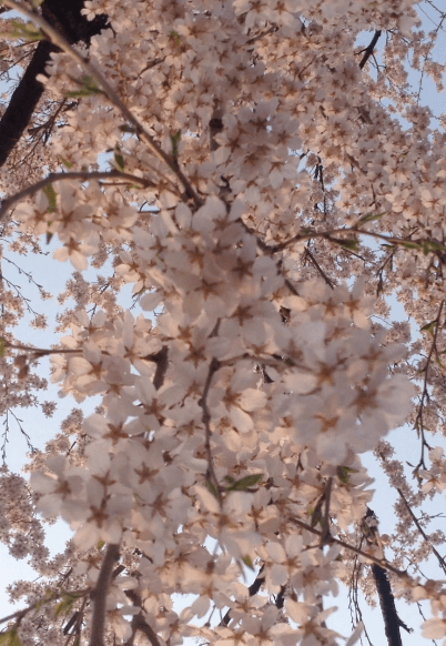 桜の下の少女