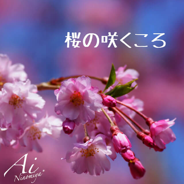 桜の咲くころ